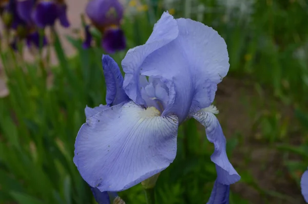 Violet Ίριδα Λουλούδια Κοντινό Πλάνο Θολή Πράσινο Κήπο Μαύρο Έδαφος — Φωτογραφία Αρχείου
