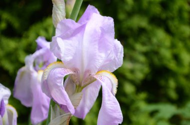 Makro fotoğraf doğası çiçek açan süsen çiçeği. Arkaplan açılmış beyaz iris tomurcuğu.