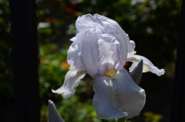 Makro fotoğraf doğası çiçek açan süsen çiçeği. Arkaplan açılmış beyaz iris tomurcuğu.