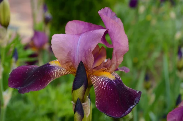 Flores Iris Violeta Primer Plano Campo Negro Borroso Jardín Verde —  Fotos de Stock