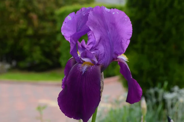 Violet Iris Bloemen Close Wazige Groene Tuin Blackground Prachtige Natuur — Stockfoto