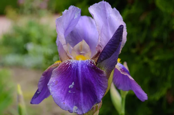紫色の虹彩の花ぼやけた緑の庭の黒地に閉じます 美しい自然背景 庭では青と紫の虹彩の花が成長しています — ストック写真