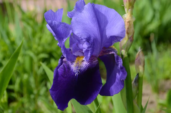 紫色の虹彩の花ぼやけた緑の庭の黒地に閉じます 美しい自然背景 庭では青い虹彩の花が成長しています — ストック写真
