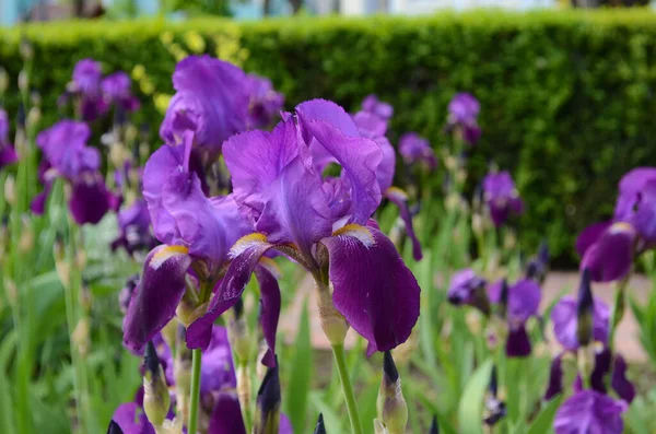 Violette Irisblüten Nahaufnahme Auf Verschwommenem Grünem Gartenschwarzgrund Schöne Natur Hintergrund — Stockfoto