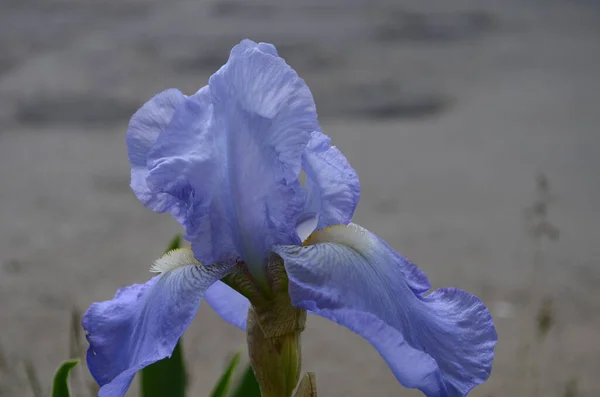 Fiori Iris Viola Primo Piano Fondo Nero Giardino Verde Sfocato — Foto Stock