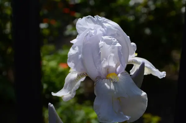 Macro Foto Natuur Bloeiende Knop Bloem Iris Achtergrond Geopend Knop — Stockfoto