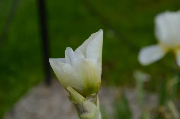 Macro Foto Natuur Bloeiende Knop Bloem Iris Achtergrond Geopend Knop — Stockfoto