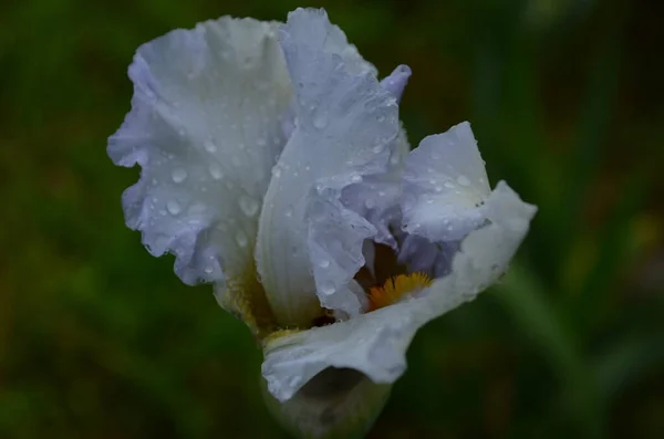 Macro Photo Nature Blooming Bud Flower Iris Background Opened Bud — Stock Photo, Image