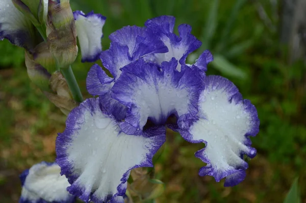 Violet Iris Bloemen Close Wazige Groene Tuin Blackground Prachtige Natuur — Stockfoto