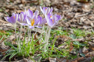 Crocus, birçok timsah ya da croci, iris familyasından çiçek açan bir bitki cinsidir. Bir grup krokus, bir grup timsah, çayırda, yakın plan.