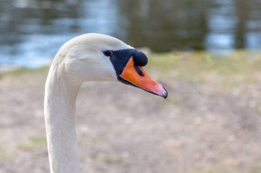 Bulanık arkaplanı olan güzel beyaz kuğu portresi..