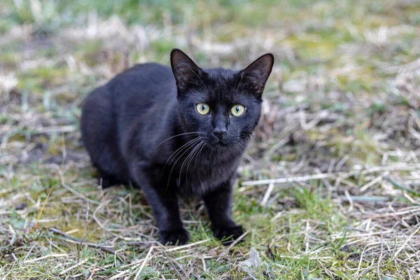Svart Katt Väderbiten Gräs Tittar Hte Kamera Uppmärksamt — Stockfoto