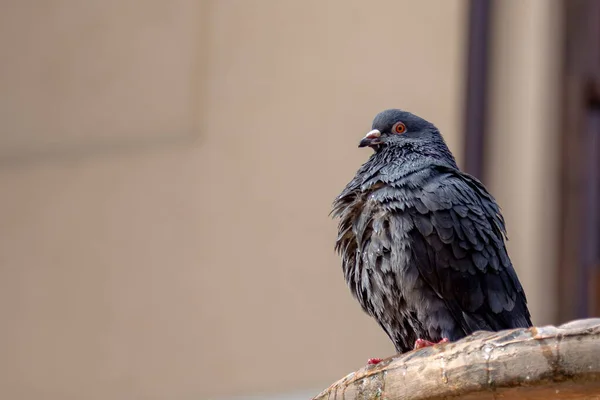 Pigeon Humide Prenant Bain Dans Fontaine Ville Printemps Arrière Plan — Photo