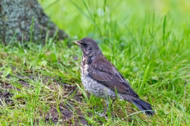 Çimenlik çimenlik çimenlik alanda yiyecek arıyor. Doğa Koruma Konsepti.