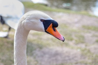 Bulanık bir arka planı olan güzel beyaz bir kuğu portresi. Beyaz başlı, siyah ve kırmızı gagalı..