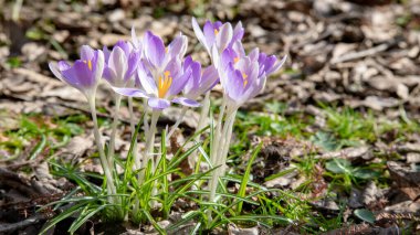 Crocus, birçok timsah ya da croci, iris familyasından çiçek açan bir bitki cinsidir. Bir grup krokus, bir grup timsah, çayırda, yakın plan.