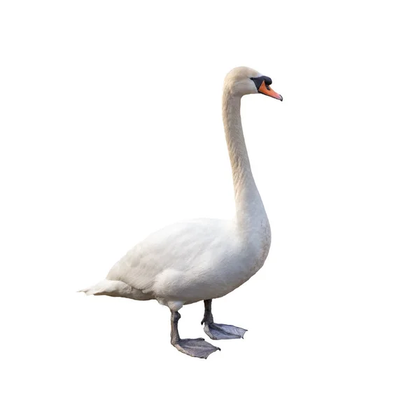 白鳥の完全な長さの足の上に立って白い背景に切り取られます 全身動物の肖像画孤立 — ストック写真