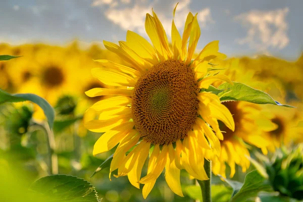 夏日向日葵背景与复制空间 向日葵映衬着后面的阳光 — 图库照片