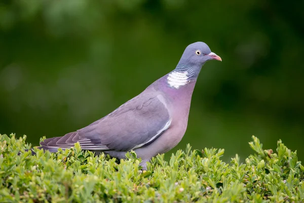 Vanlig Träduva Blommande Träd Vårskogen Stor Grå Fågel Columba Palumbus — Stockfoto