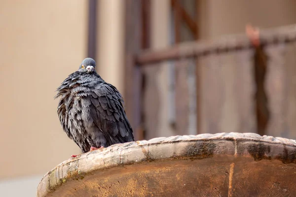 Pigeon Humide Prenant Bain Dans Fontaine Ville Printemps Arrière Plan — Photo