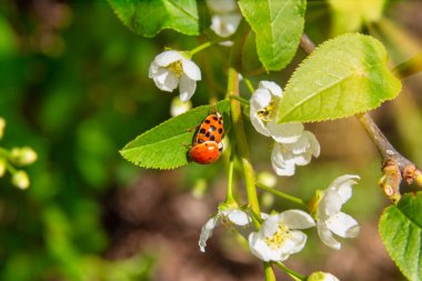 Çiçek açmış kiraz ağacındaki uğur böcekleriyle bereketli bahar yaprakları..