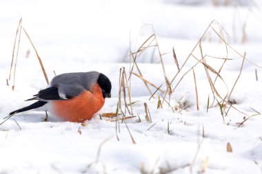 Fotokopi alanı olan bir karda oturan ispinoz kuşu.