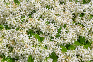 Yıldız yasemin beyaz çiçek arka planda birden fazla çiçek.