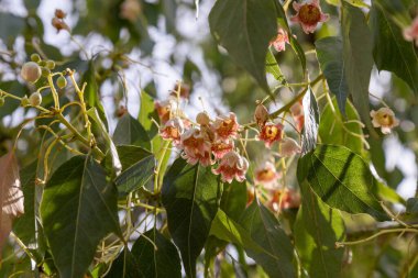 Güneşli bir günde ağaç dallarında şişe gülleri.