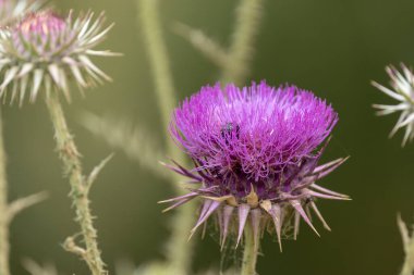 Vahşi doğada burdock çiçeği açar. Bitkisel ilaçlarda bilinen doğal tıp bitkileri..