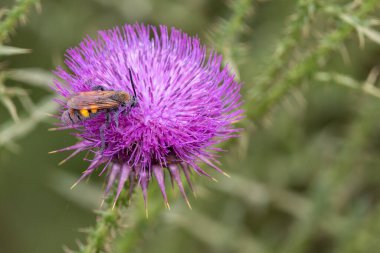 Vahşi doğada burdock çiçeği açar. Bitkisel ilaçlarda bilinen doğal tıp bitkileri..