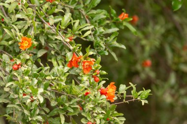 El bombası ağacı çiçekleri. Kırmızı çiçekli meyve dallarının yemyeşil yapraklarına yakın dur..