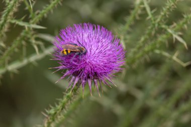 Vahşi doğada burdock çiçeği açar. Bitkisel ilaçlarda bilinen doğal tıp bitkileri..
