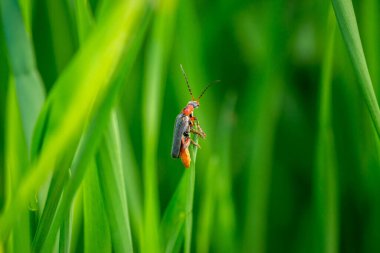 Asker böcek, uzun otların arasından avını izliyor. İlkbahar konsepti.