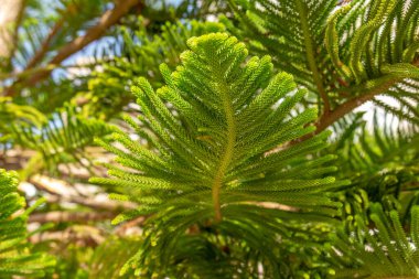 Tropikal güneşli bir günde Araucaria heterofilla ya da Norfolk Adası Çamı 'nın yemyeşil yaprakları. Tatil veya seyahat arkaplanı kavramı.