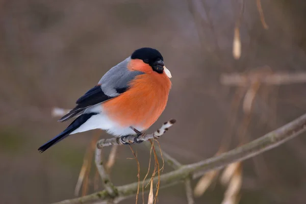 Pingouin Des Taureaux Mangeant Une Friandise Sur Branche Arbre Avec — Photo