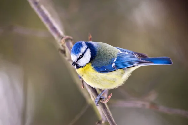 Tette Blu Guardando Nella Fotocamera Con Curiosità — Foto Stock