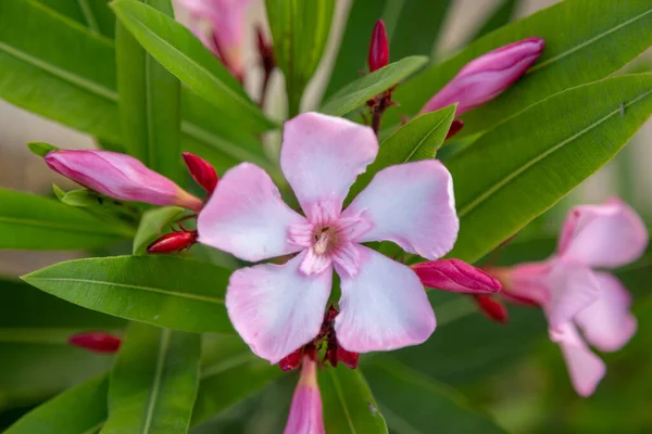 Oleander Bloeit Een Tropisch Eiland Close Een Enkele Bloem — Stockfoto