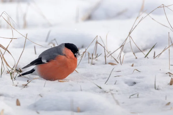 Bullfinch Sulla Neve Con Spazio Copia — Foto Stock