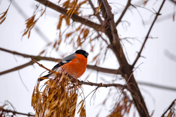 Bullfinch Che Nutre Del Ramo Dell Albero Preoccupato Assenza Della — Foto Stock