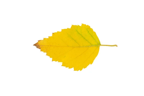 Żółta Jesień Liść Brzozy Wycięty Białym Tle — Zdjęcie stockowe