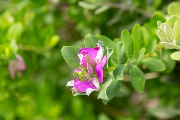 Myrtenblatt Milchkraut Oder Polygala Myrtifolia Nahaufnahme Auf Den Blüten — Stockfoto