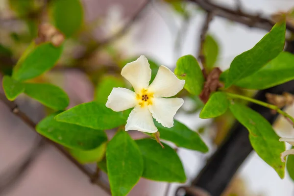 Asiatische Jasminblüte Makro Nahaufnahme Auf Einer Einzigen Blume — Stockfoto