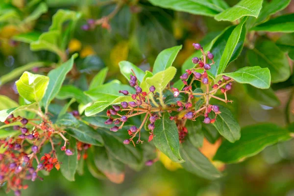 Laurustinus Μούρα Έχει Χρησιμοποιηθεί Τον Τελευταίο Καιρό Στην Βοτανική Ιατρική — Φωτογραφία Αρχείου