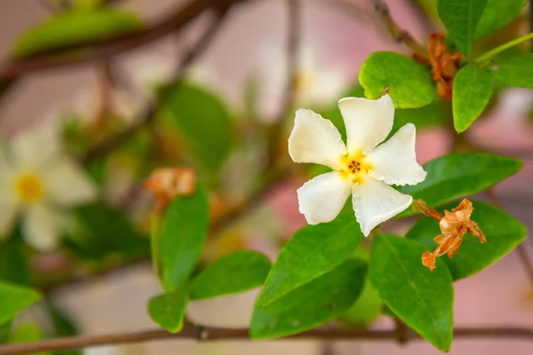 Azjatycki Jaśmin Kwiat Makro Zbliżenie Jeden Kwiat — Zdjęcie stockowe
