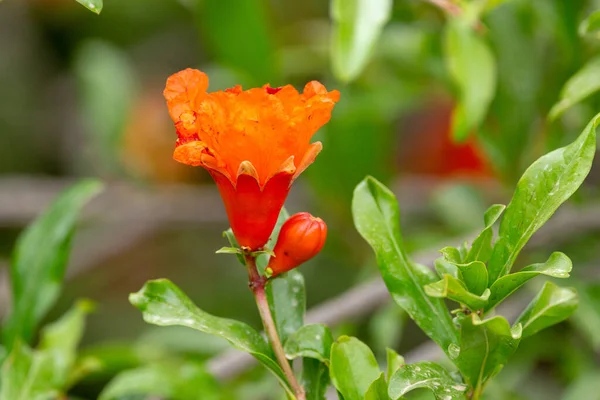 Granátový Květ Stromu Zavřít Svěží Listoví Ovocných Stromů Větví Červenými — Stock fotografie