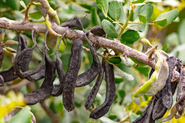 Carob Boom Met Peulen Groene Bladeren Tak — Stockfoto