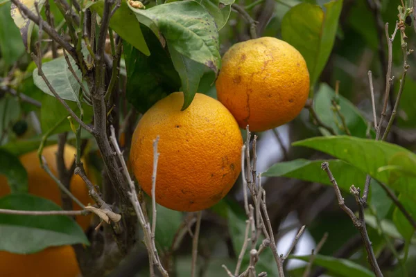 有真正成熟的橙子 许多枝干因干旱而空虚 — 图库照片