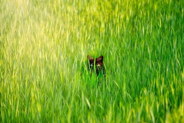 Чорний Кіт Ховається Пишному Листі Весняної Трави Концепція Сільськогосподарських Фермерських — стокове фото