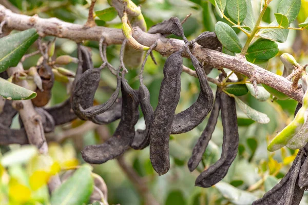 Carob Drzewo Strąków Zielonych Liści Gałęzi — Zdjęcie stockowe