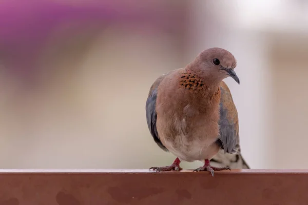 Skrattande Duva Tittar Kameran Från Ett Staket Fågelfoto Med Kopieringsutrymme — Stockfoto